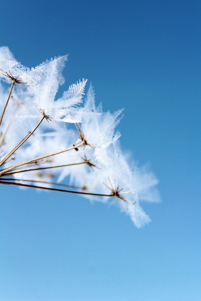 Ледяное соцветие