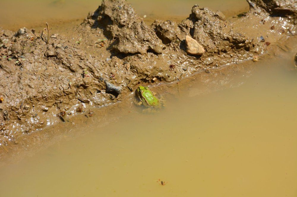 принцесса - лягушка