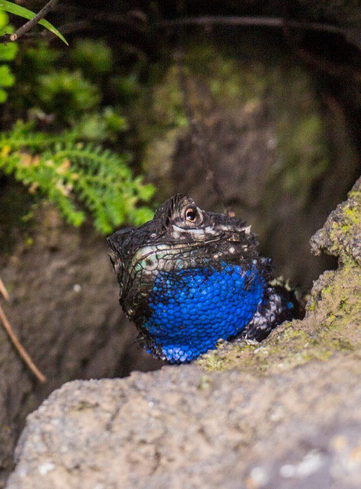 Lagarto en Cuicuilco