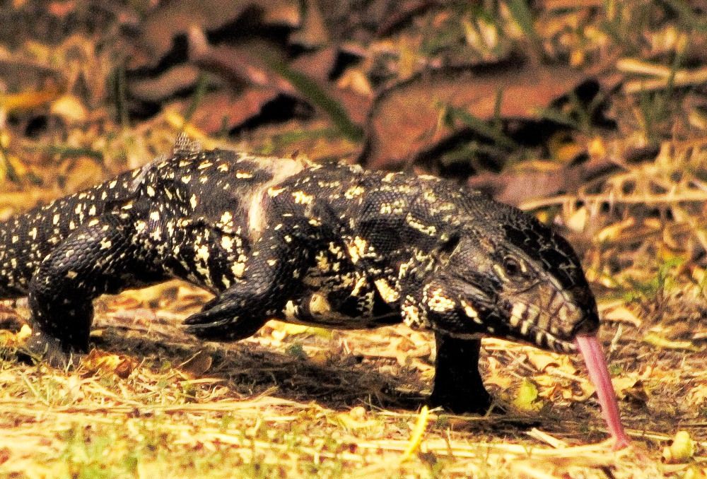 Lagarto en la Reserva