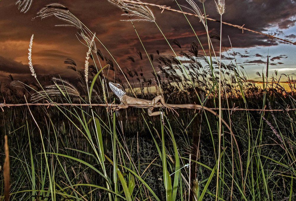 Перед грозой