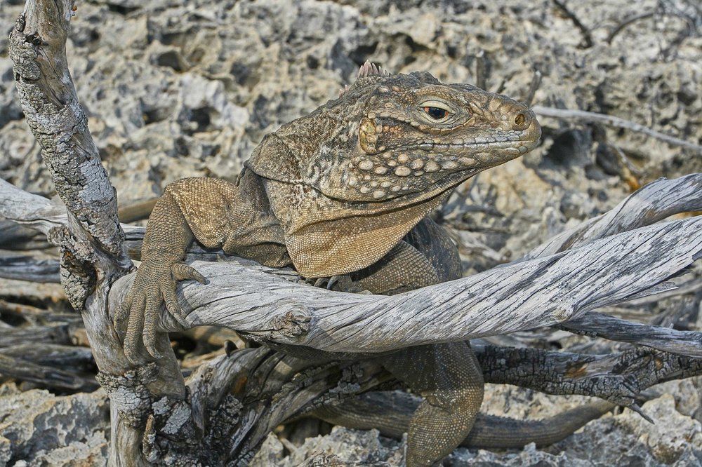 Губернатор острова