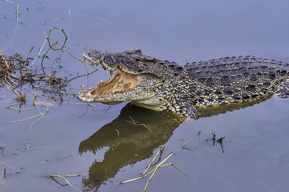 Отражение сущности