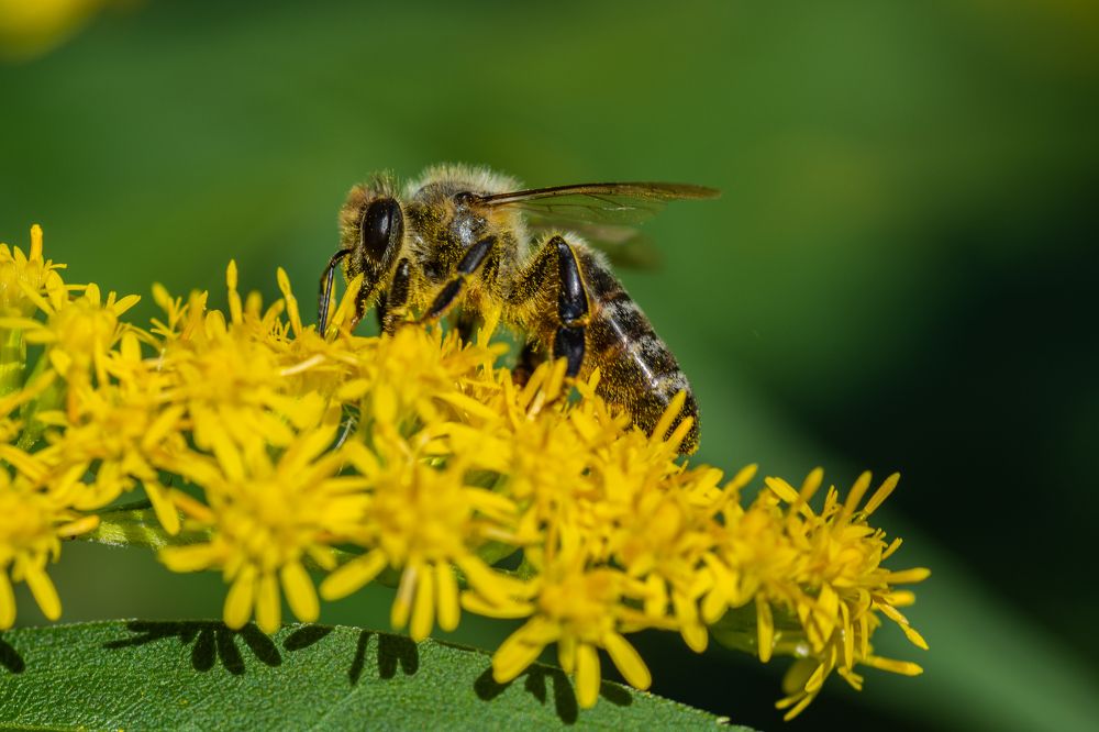 Сбор нектара