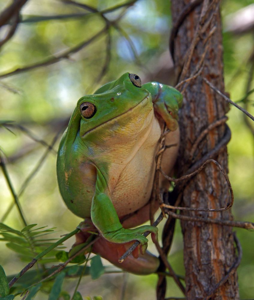 Древесная красавица
