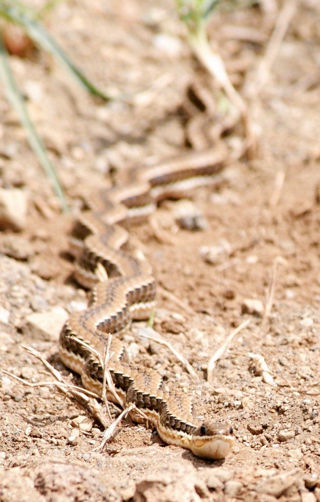 Sand snake