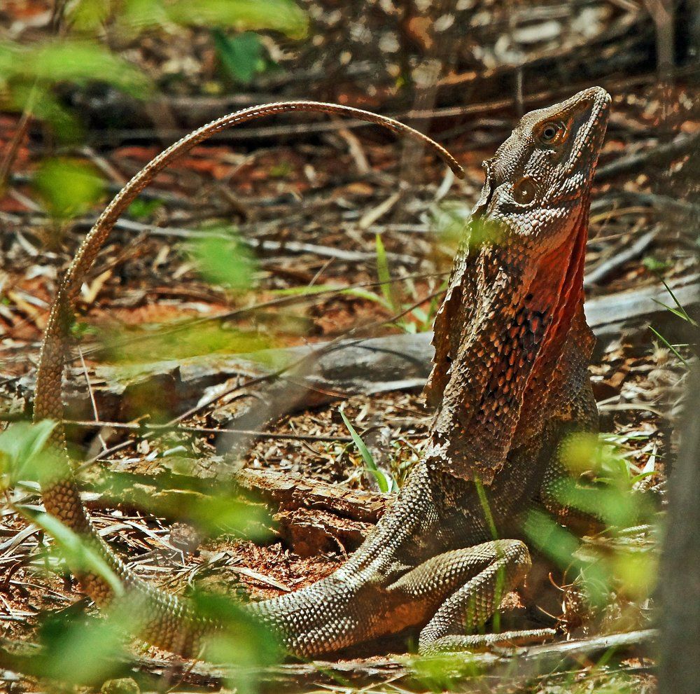 Австралийский дракон