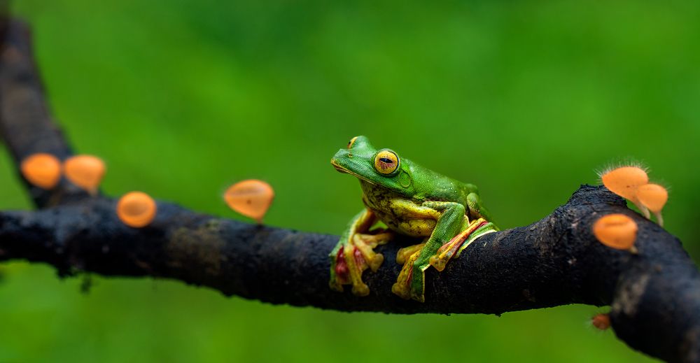 Malabar Gliding Frog