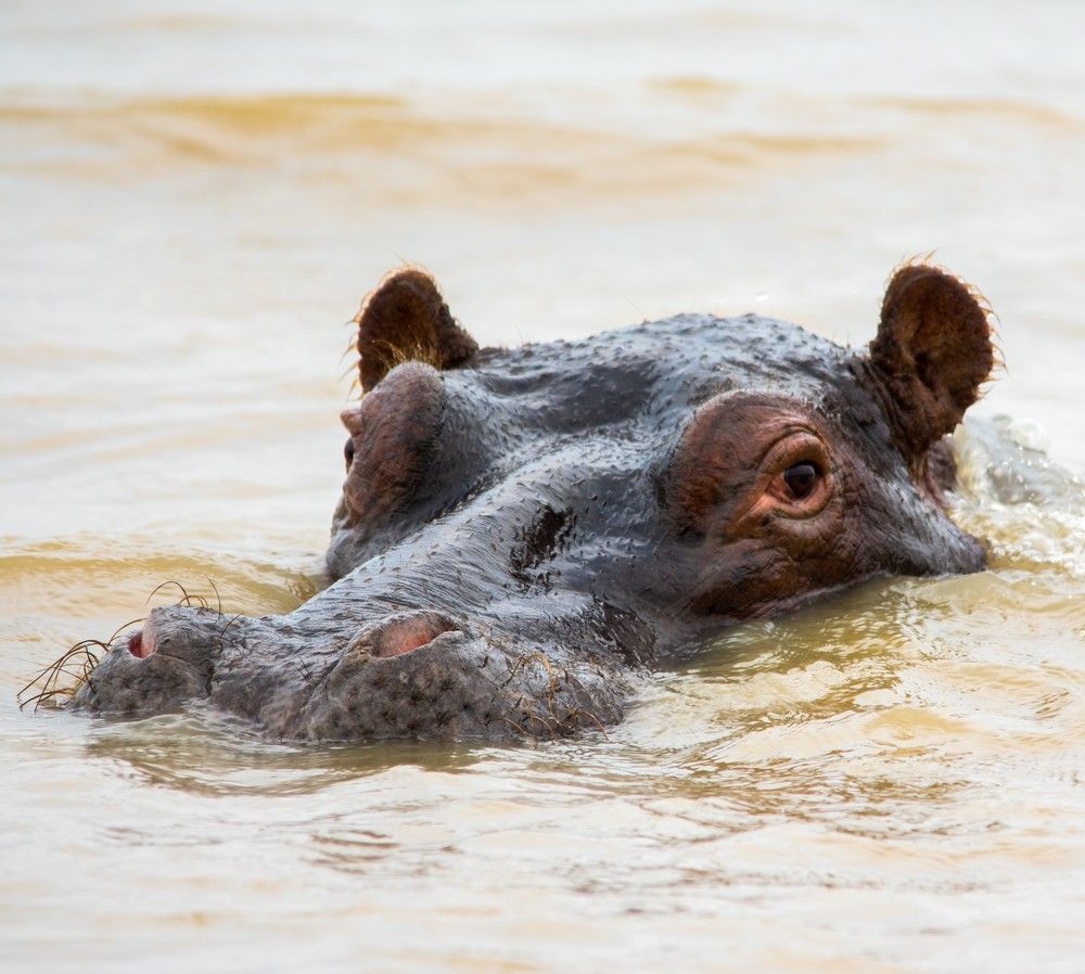 Photograph by Louette maccallum