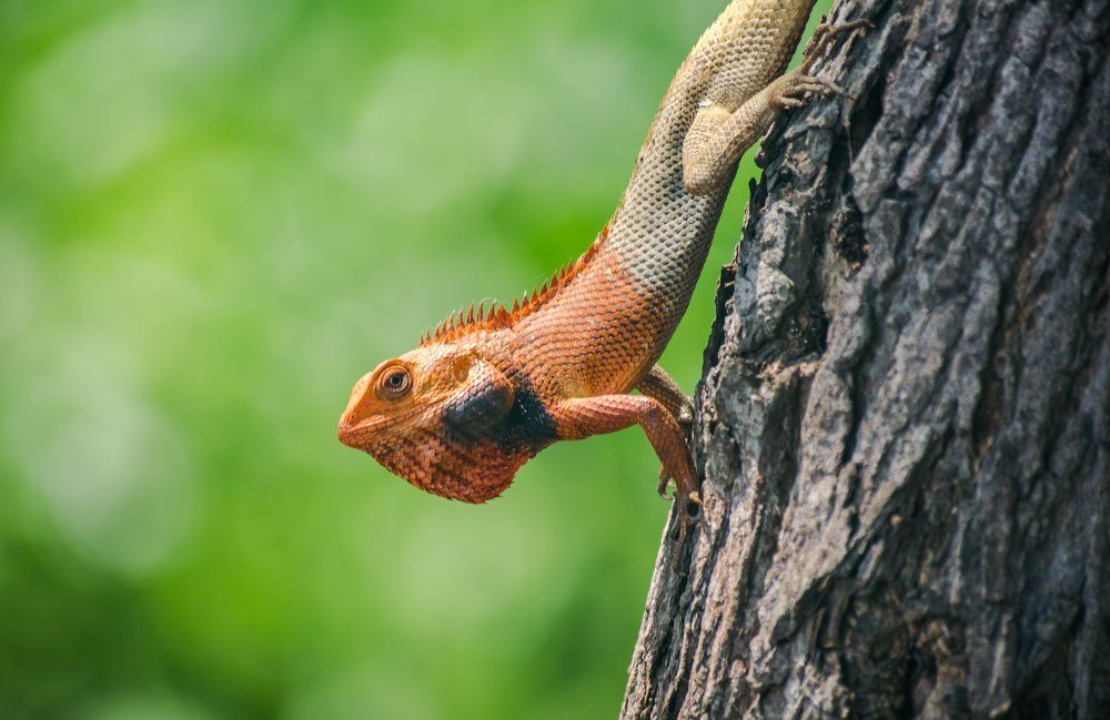 Oriental Garden Lizard waiting for prey to come