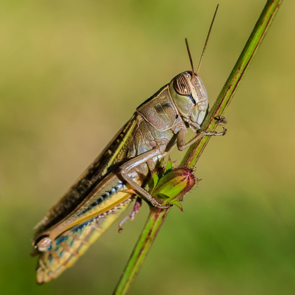 Саранча и бутон