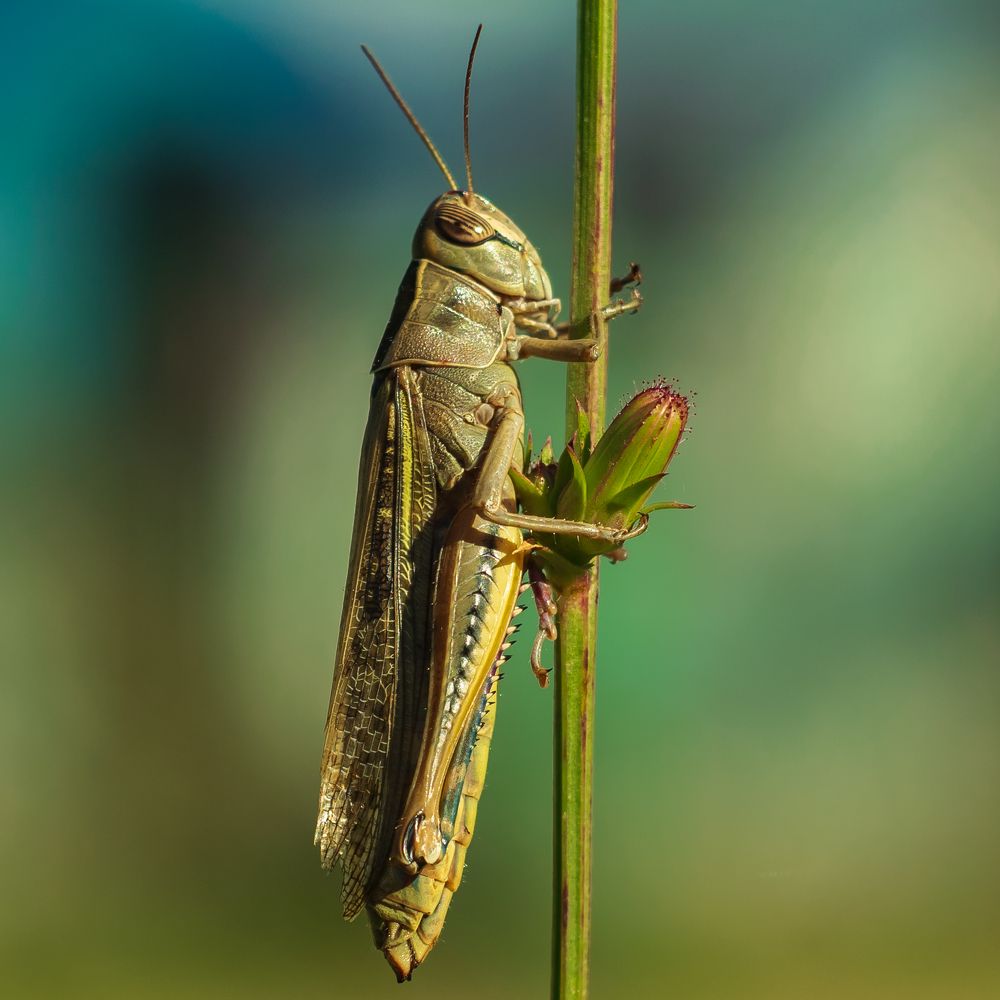 Саранча и бутон
