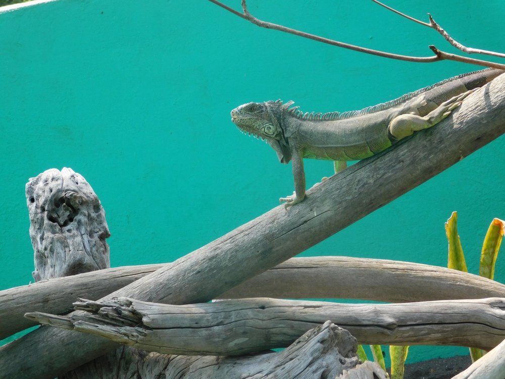 IGUANA