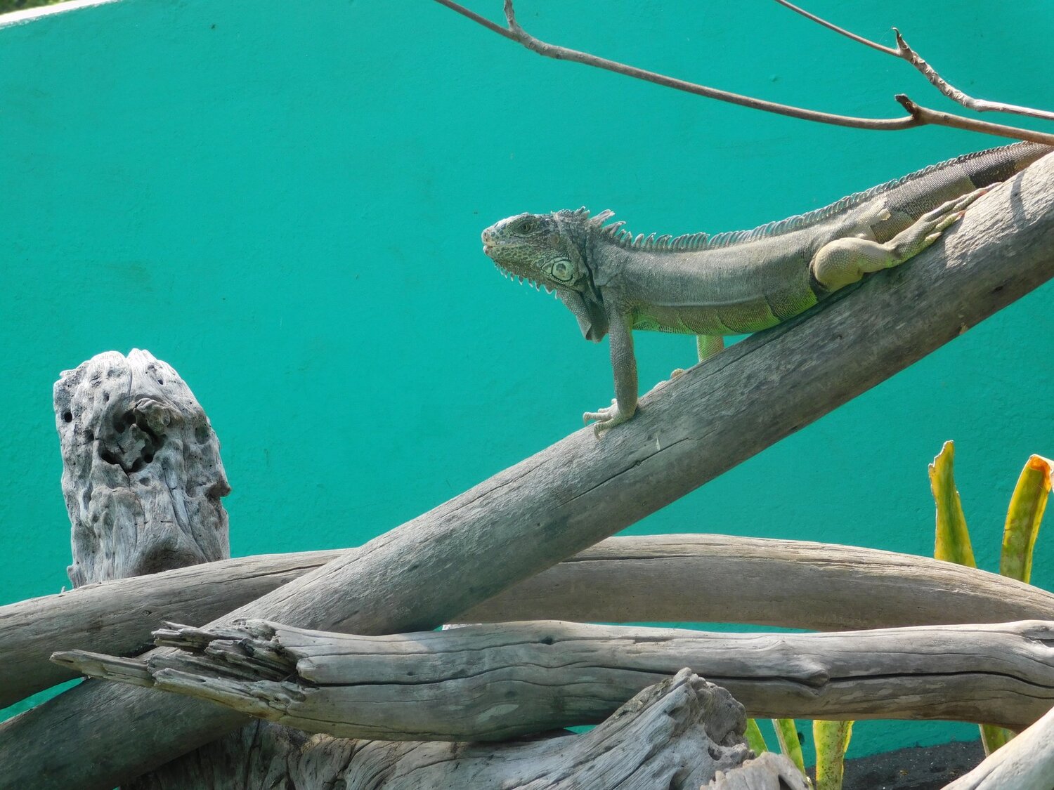 IGUANA