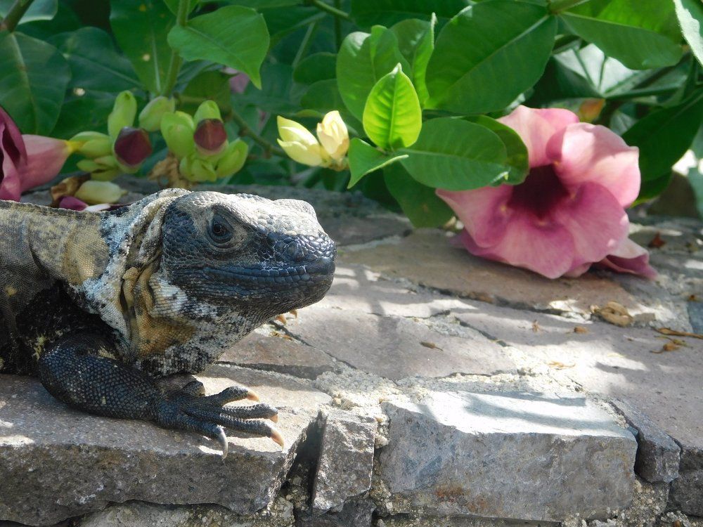 IGUANA PASEANTE
