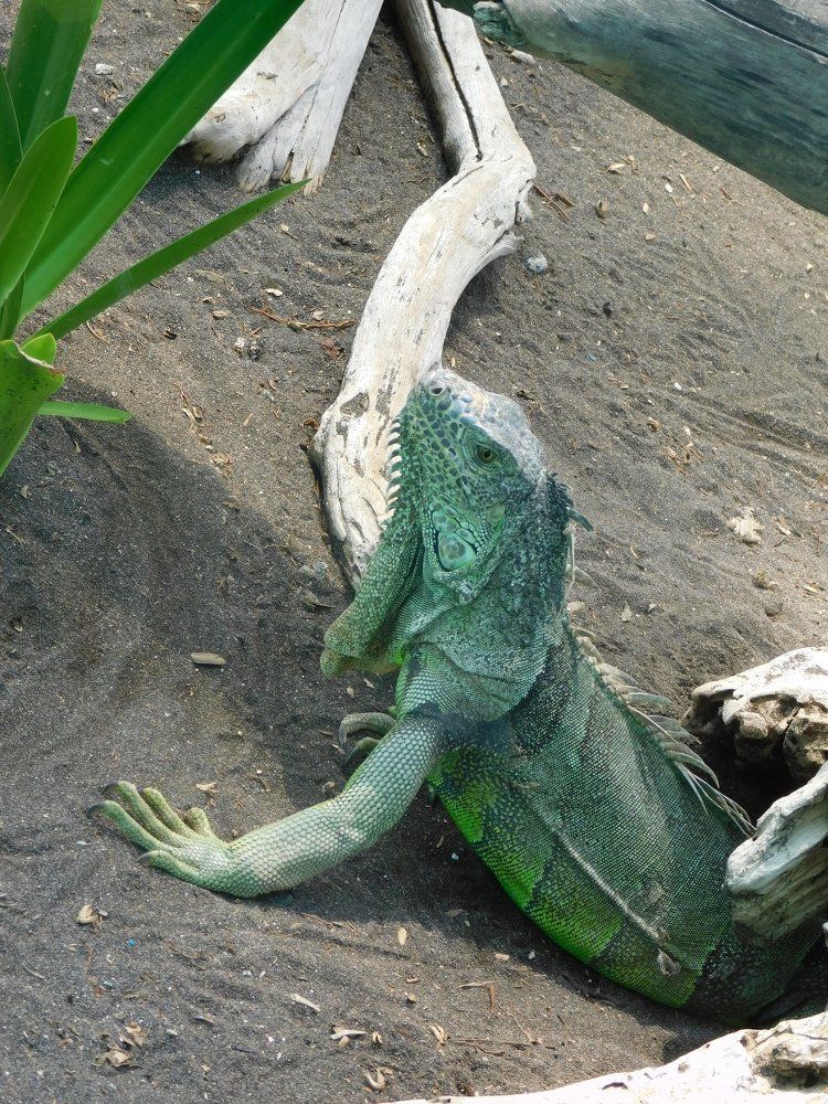IGUANA DESCANSANDO