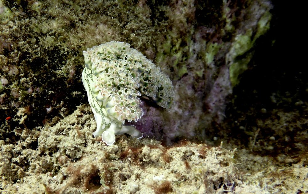 Lettuce Sea Slug