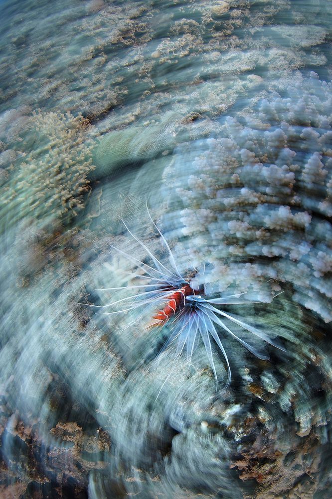 Каменный цветок