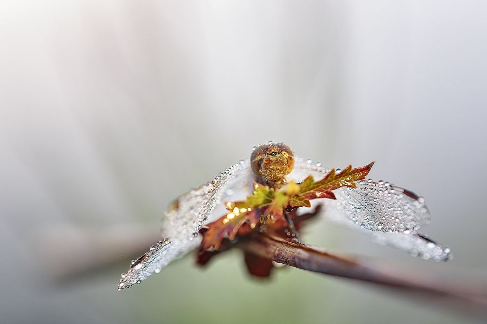 Скованная росой.