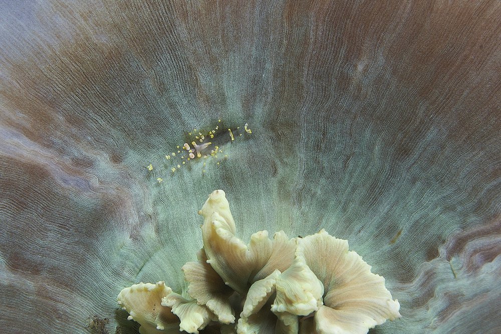 В лучах славы.