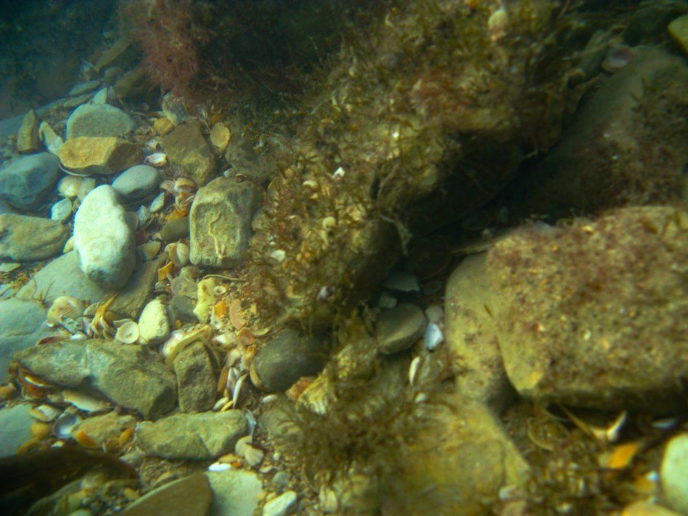 С морского дна Черного моря нужно выбрать сувенир