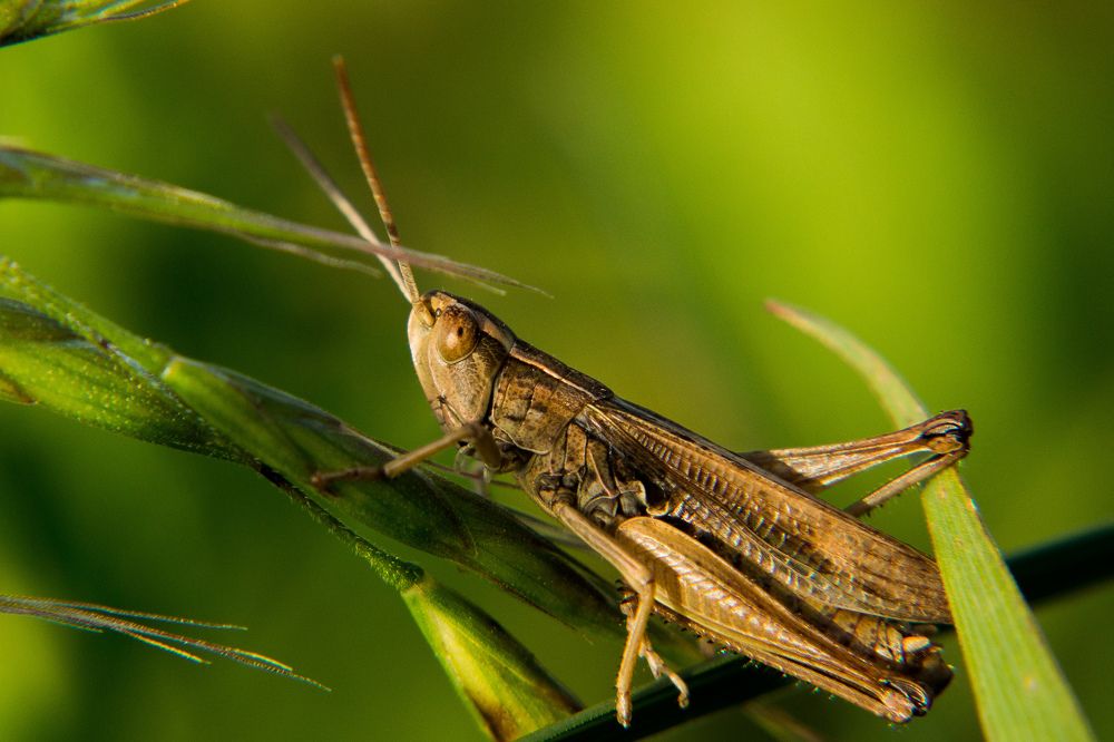 В траве сидел кузнечик