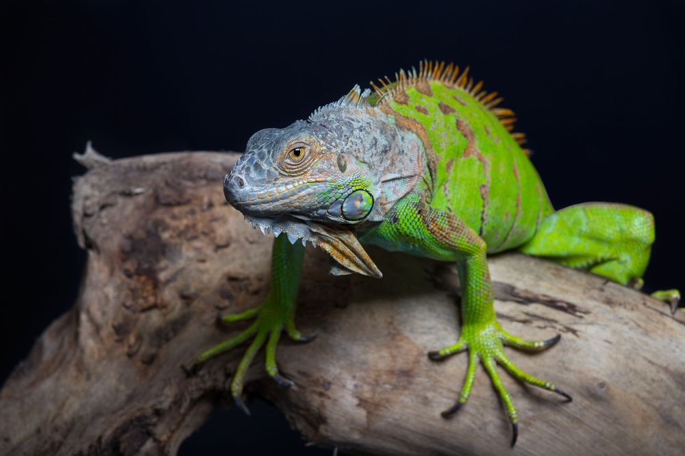 Игуана