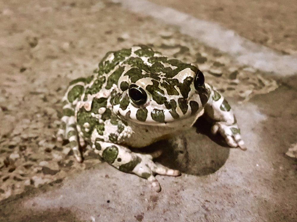 Ночная гостья.