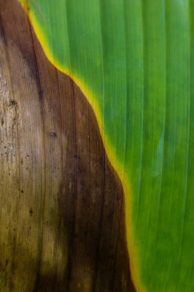 banana leaf