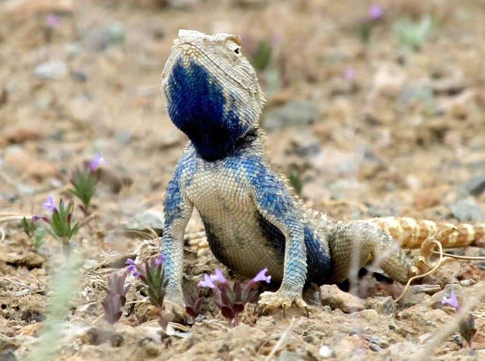 Самец степной агамы (Trapelus sanguinolentus), горы Кульджуктау, Узбекистан