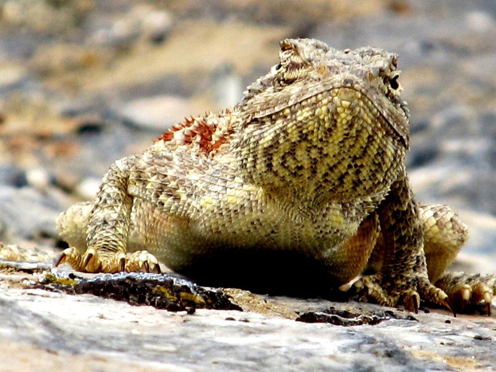 Агама, горы Сангрунтау, Узбекистан