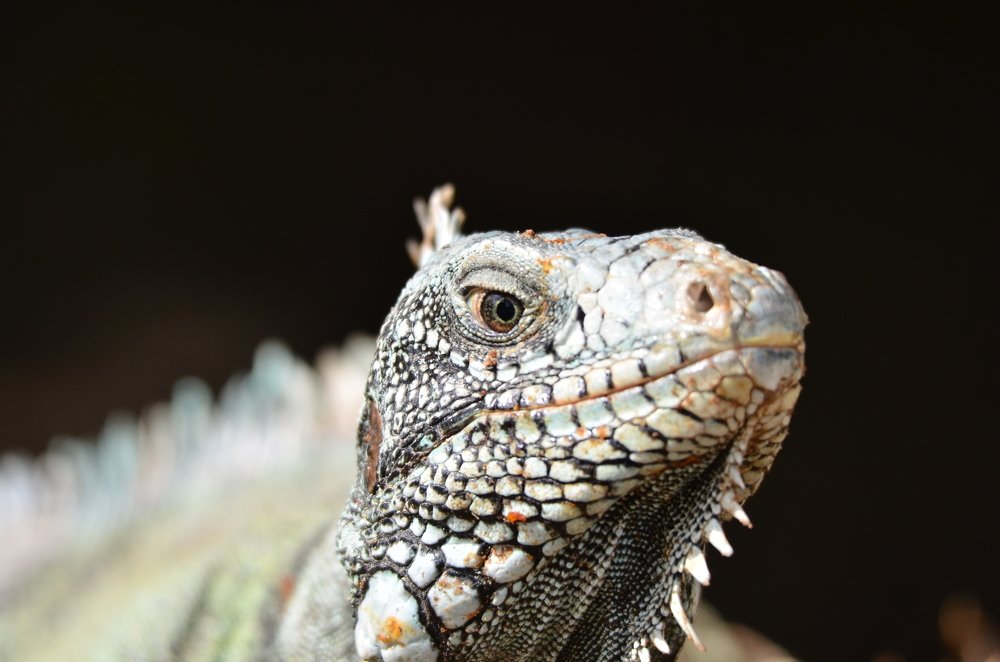 Photograph by João Paulo Guimarães