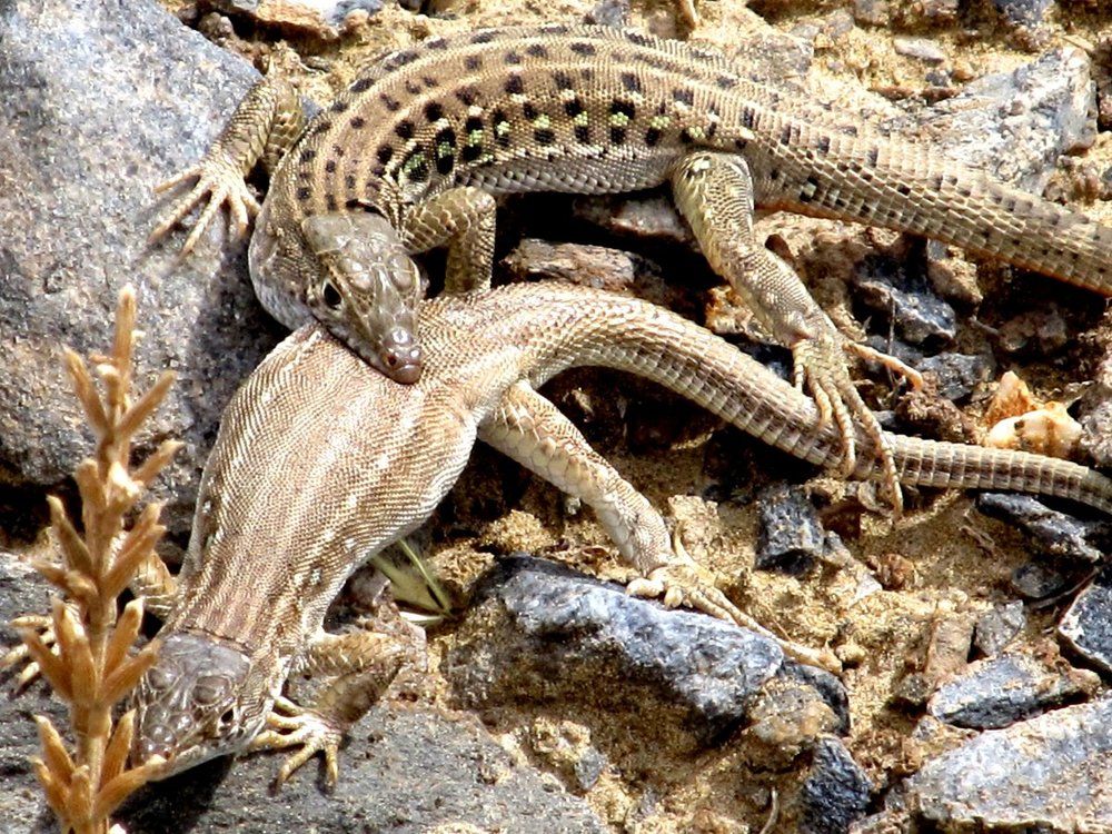 Ящурки, пустыня Кызылкум, Узбекистан