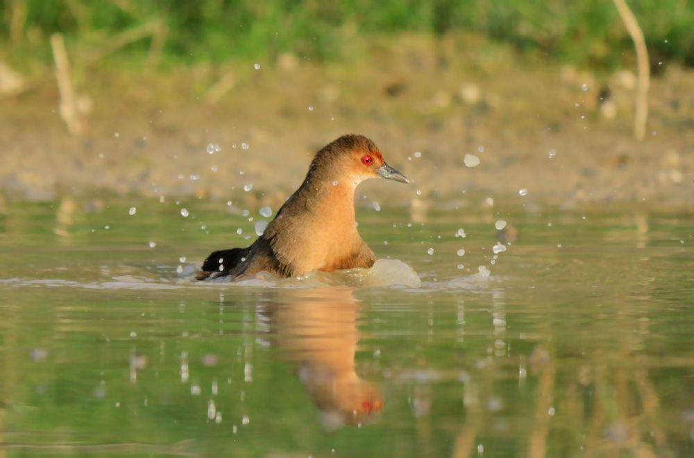 Bath of bird