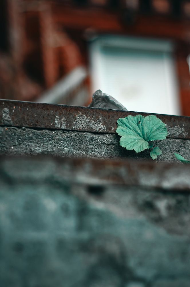 Сквозь бетон