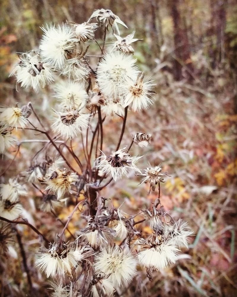 Осенний цветок