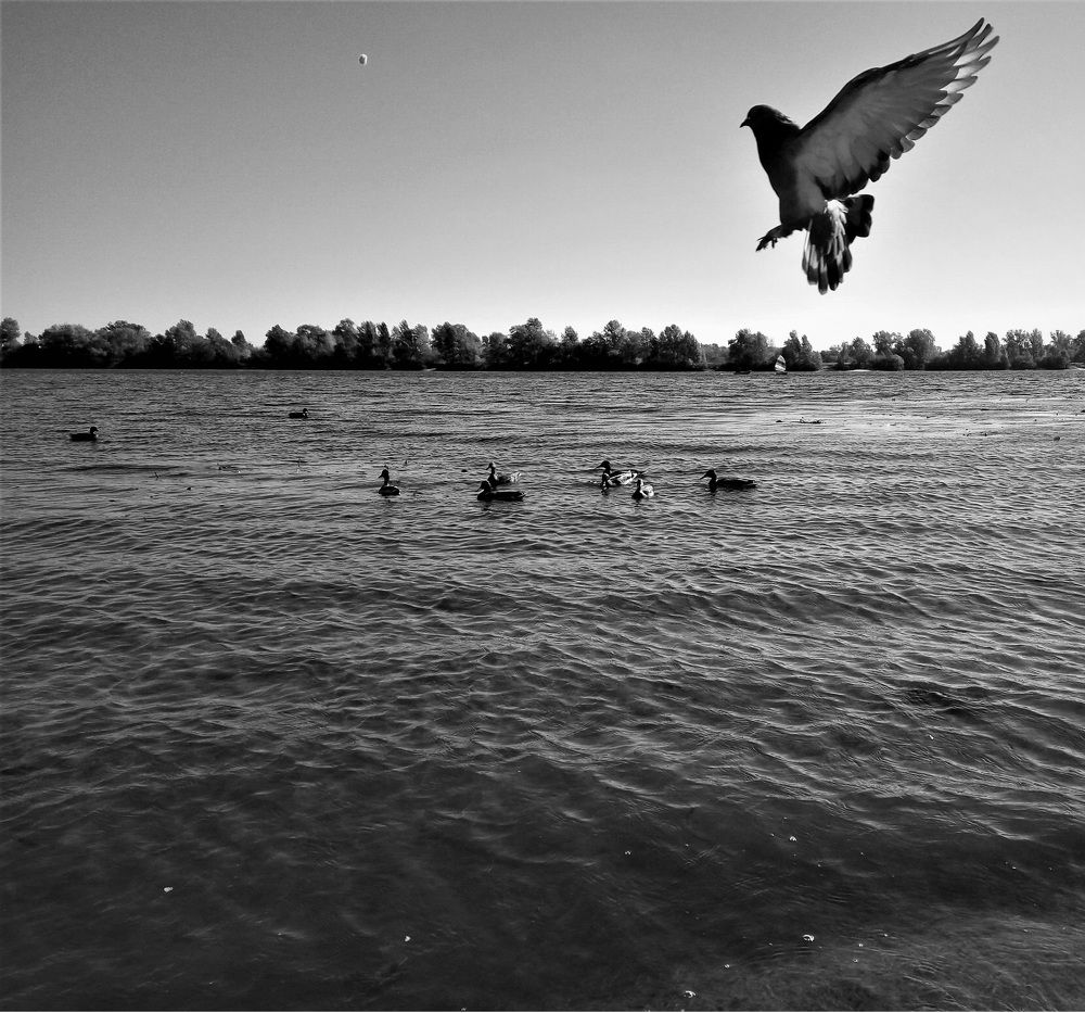 Nature of birds