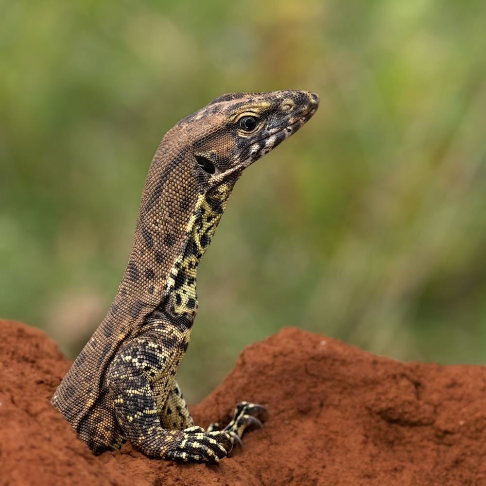 Indian Monitor Lizard