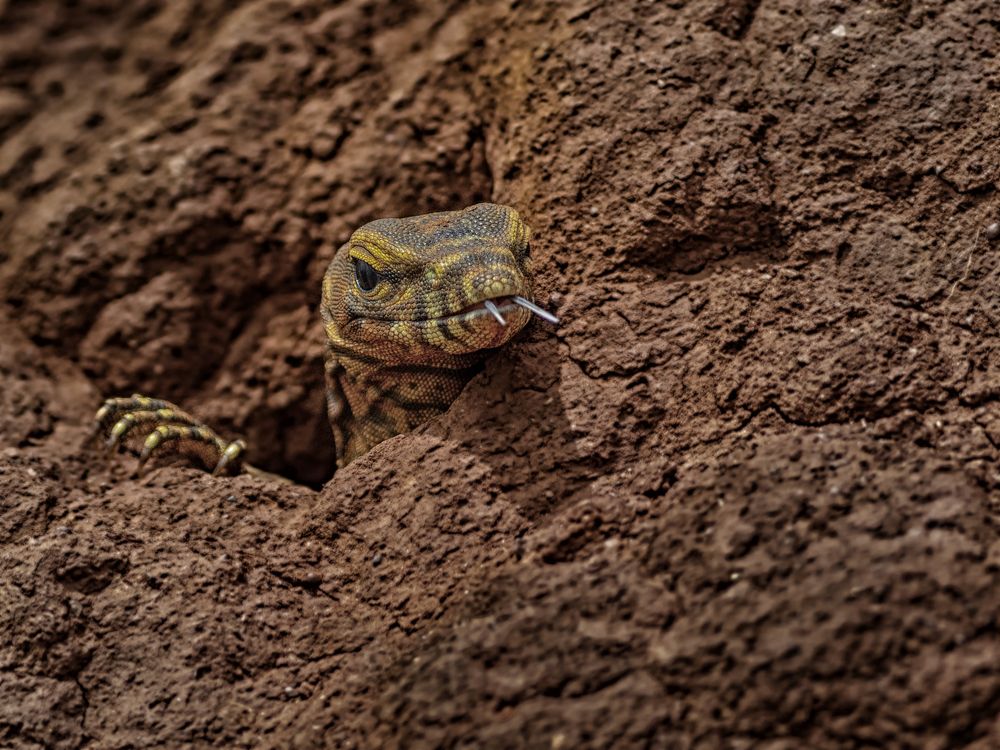 Indian Monitor Lizard