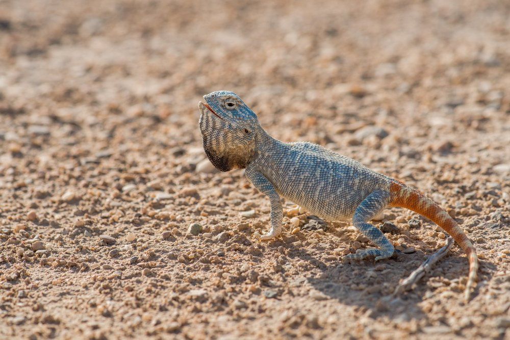 Yellow spotted agama
