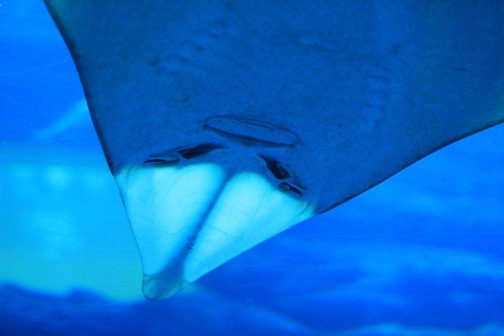 Photograph by Ольга Эркызан