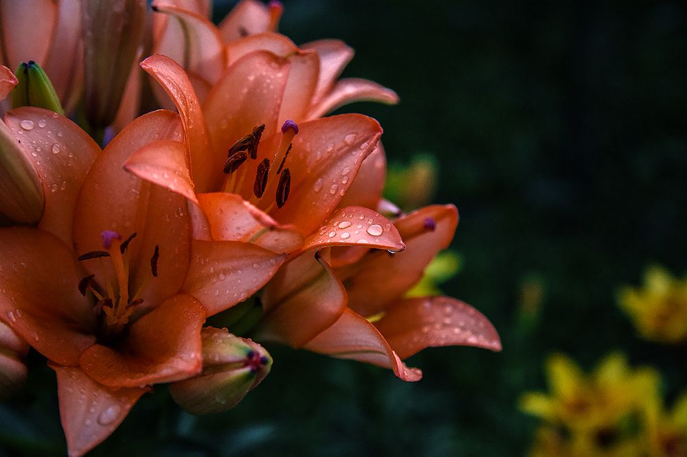 Photograph by Сергей