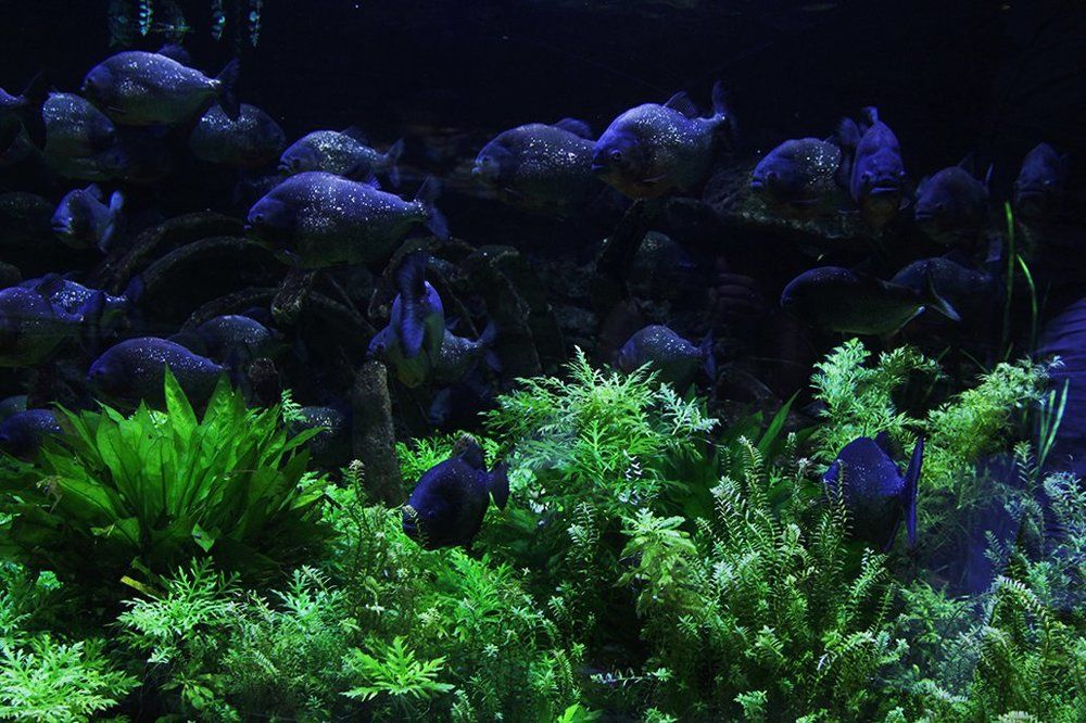 Photograph by Ольга Эркызан