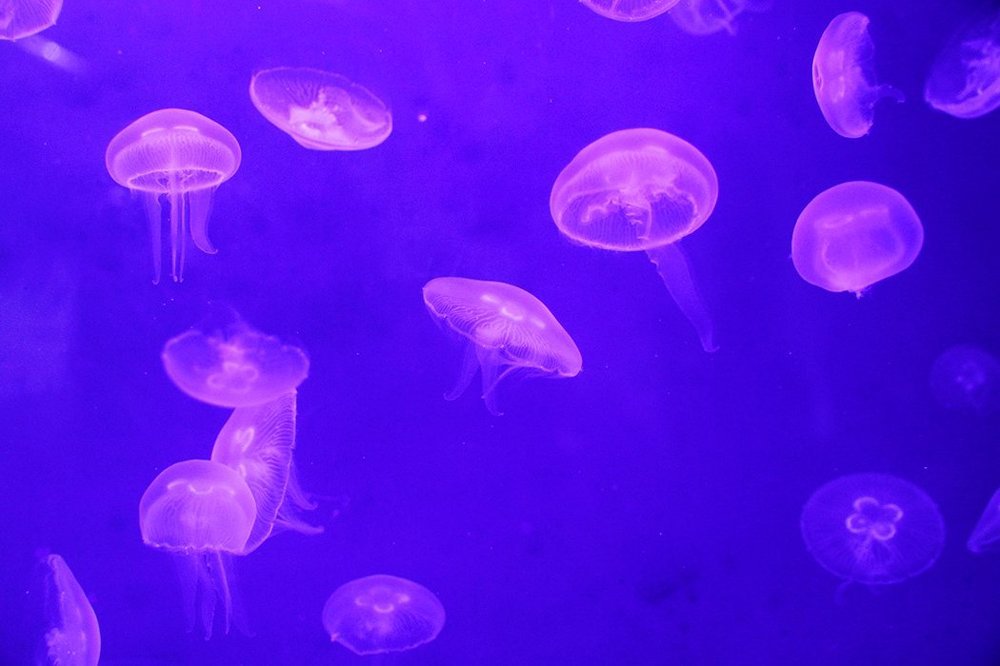 Photograph by Ольга Эркызан