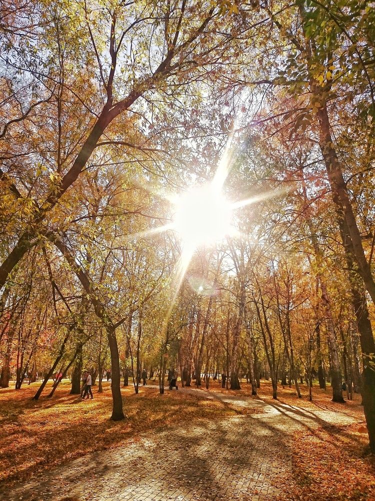 Берёзовая роща