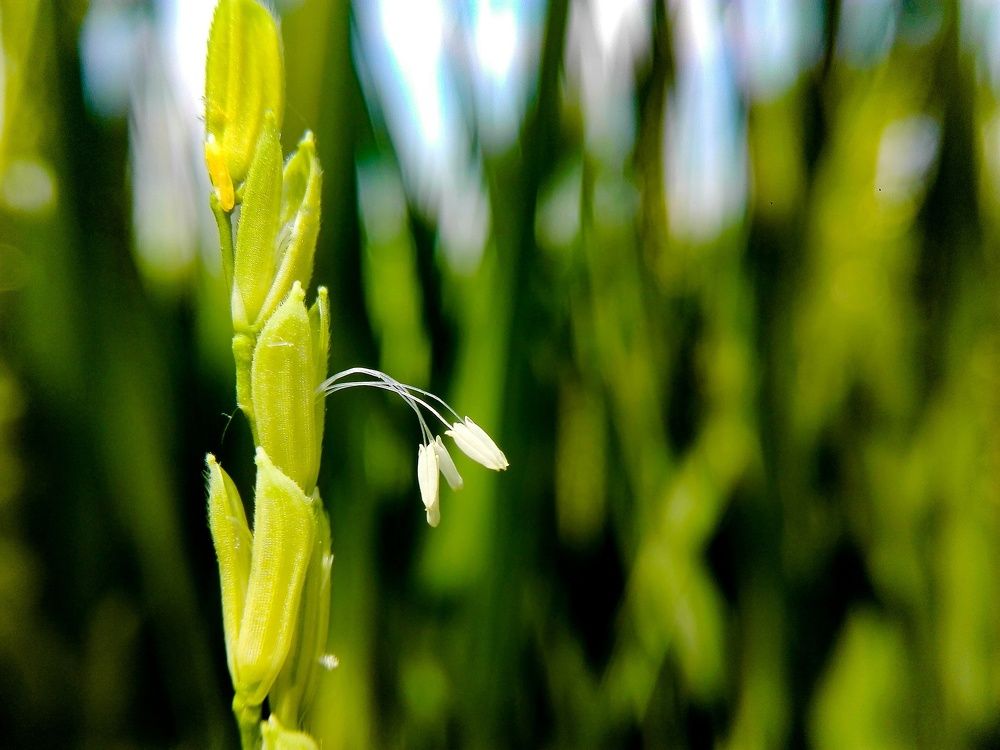 Rice flower..