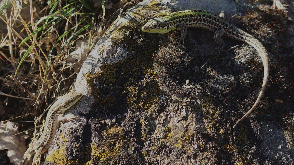 Не мешайте уже нам отдыхать!