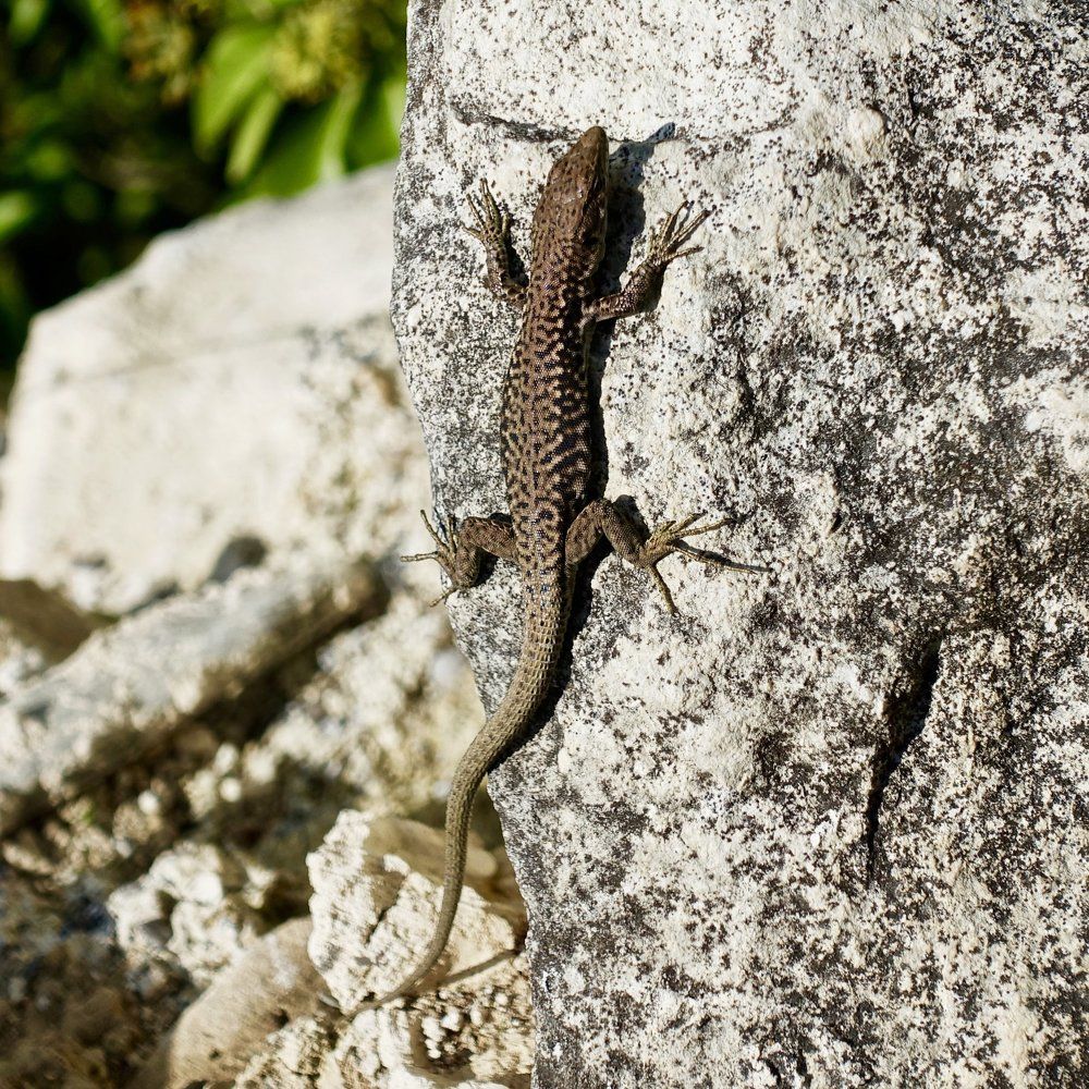 Мангупские солнечные ванны.