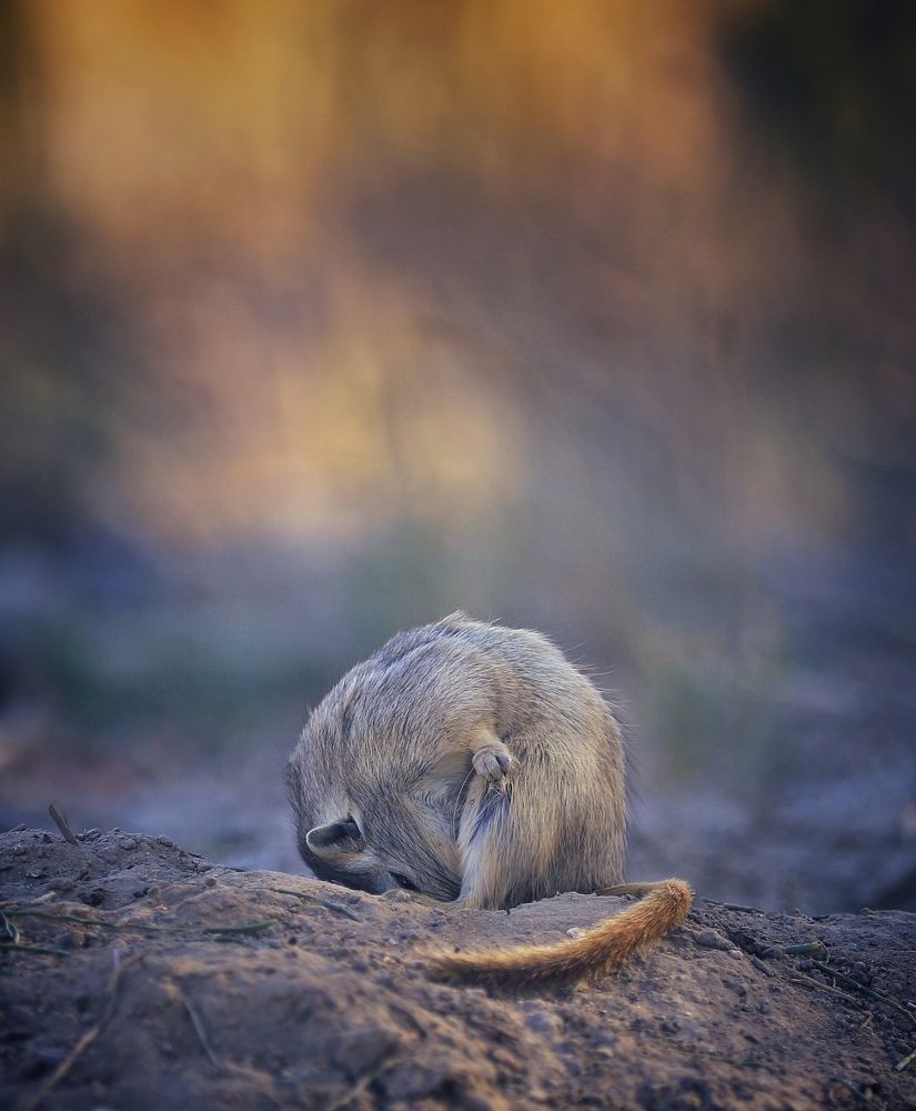 Готовлюсь к спячке