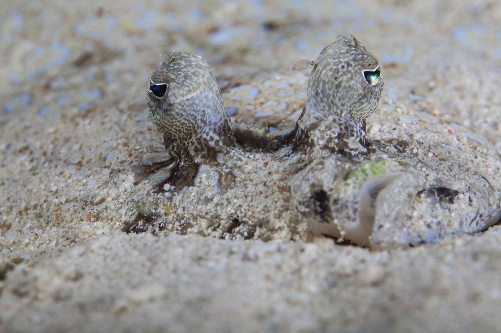 Большой брат все видит